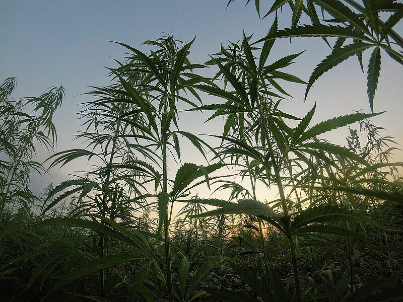 Cannabis_outdoors_by _Matteo-Paganelli_from_unsplash