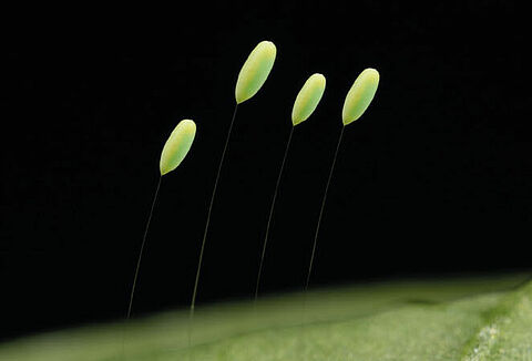 Effective control with Chrysopa-E!