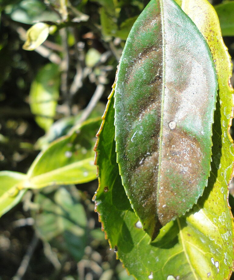 Damage caused by Tea red spider mite Oligonychus coffeae