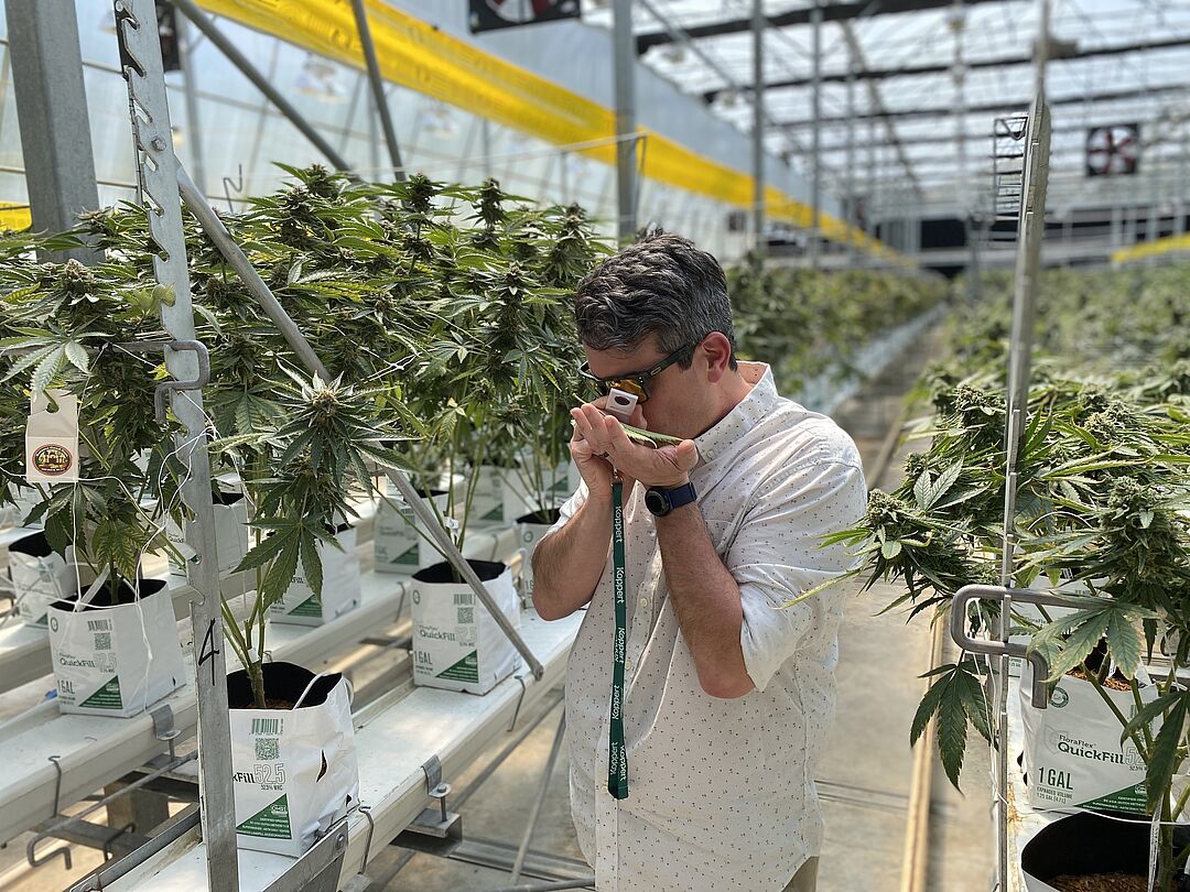 plant ficus ginseng 60cm Ficus Ginseng Bonsai Tree  Bristol Plant Man