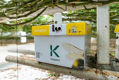 How to protect bumblebees in cold