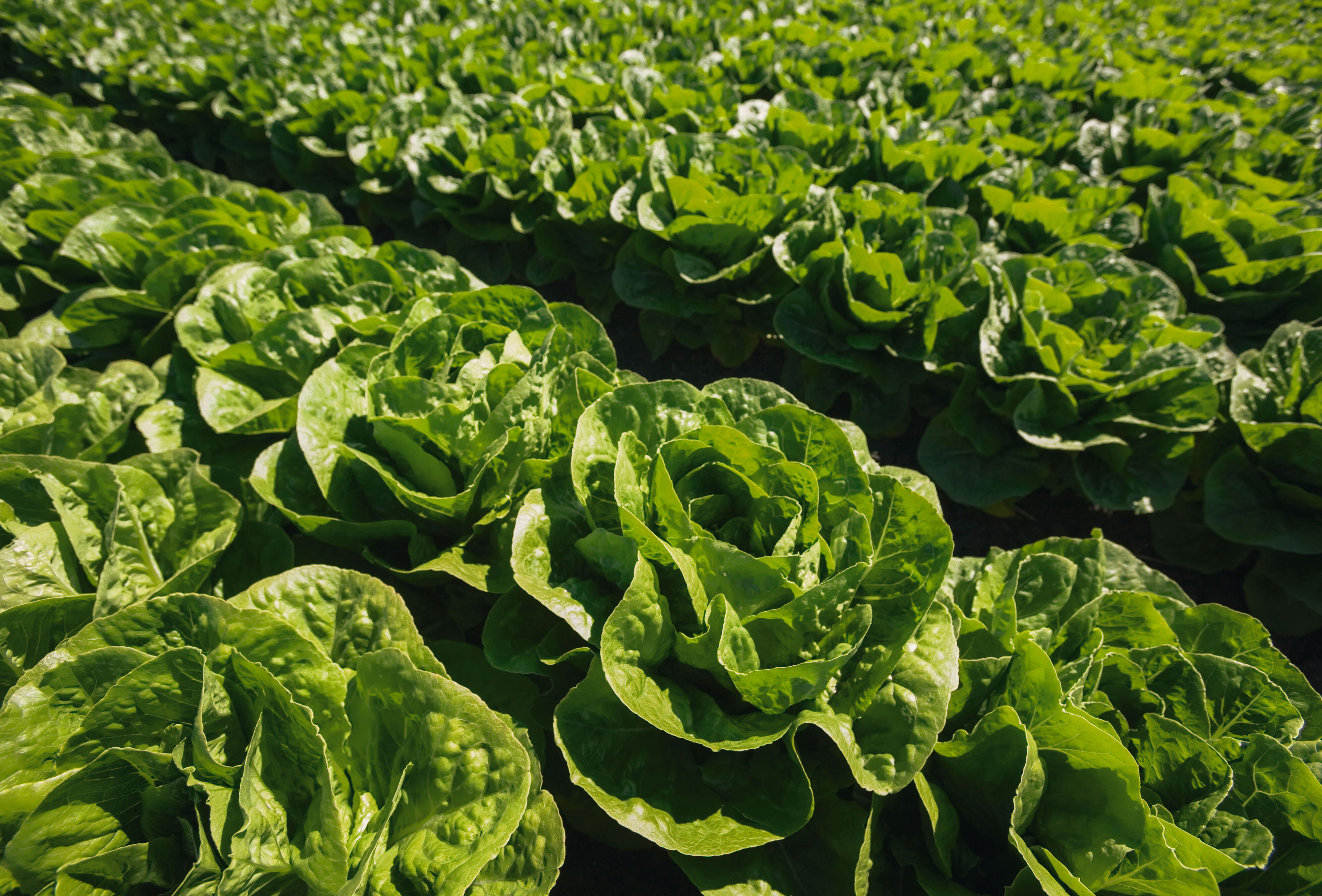 The advantages of Trianum