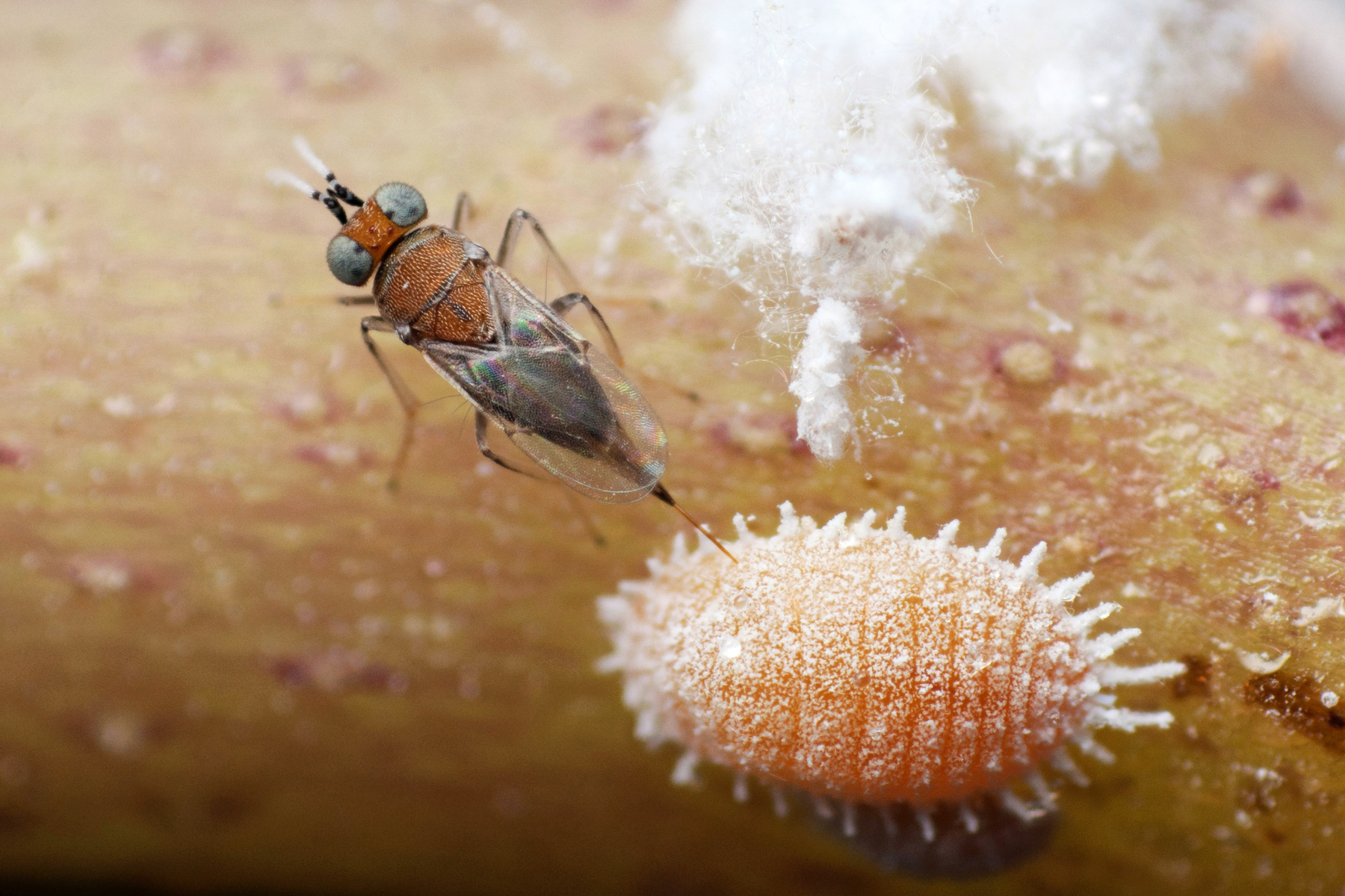 Parasitic Wasps for Pest Control