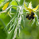 Copyright Fotostudio GJ Vlekke/Fotovak B.V.Tel 0174-241537