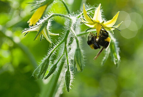 Optimum Conditions for Bumblebees
