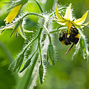 Copyright Fotostudio GJ Vlekke/Fotovak B.V.Tel 0174-241537