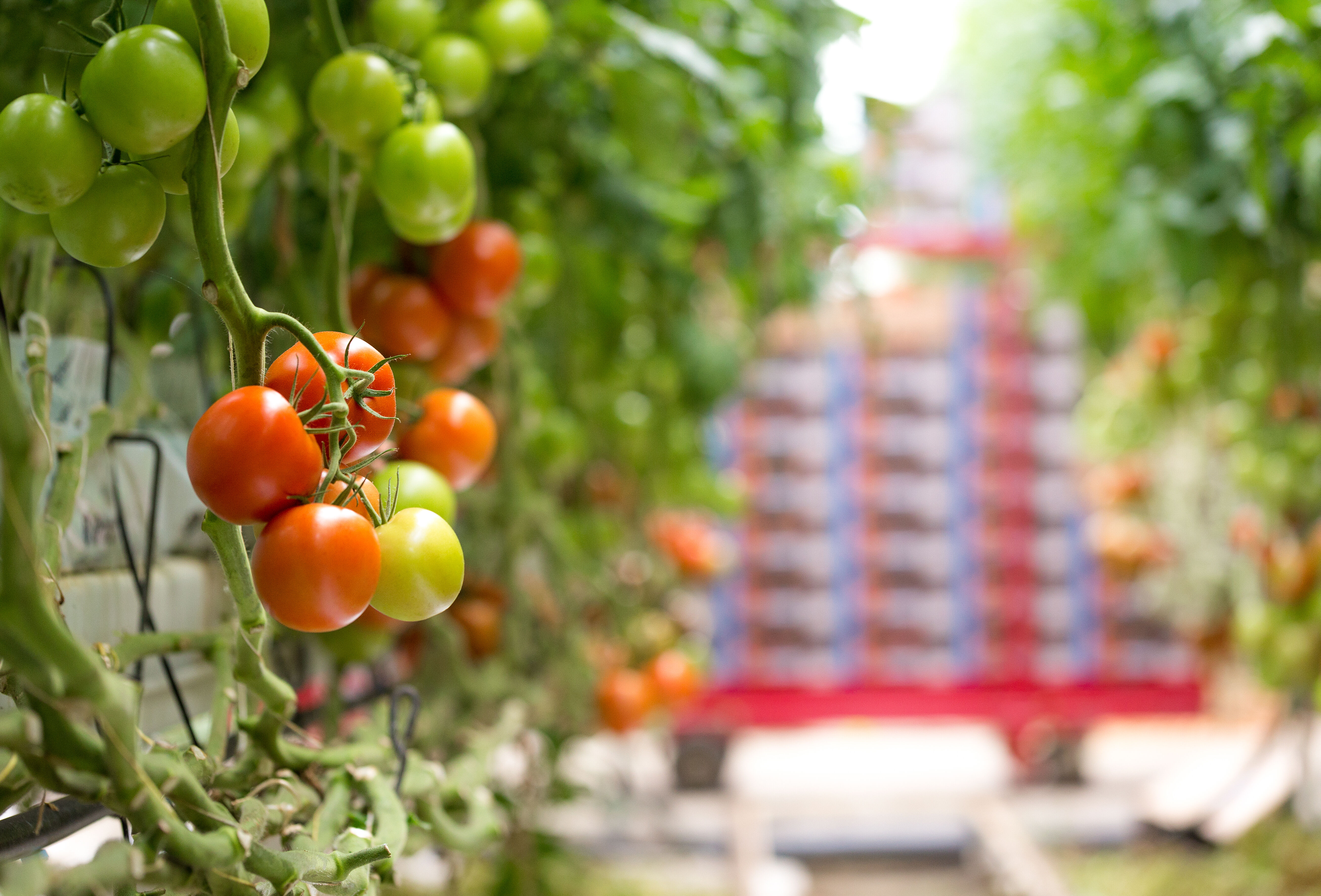 Infestation Levels in Tomato Crops: A Look at the Top Four