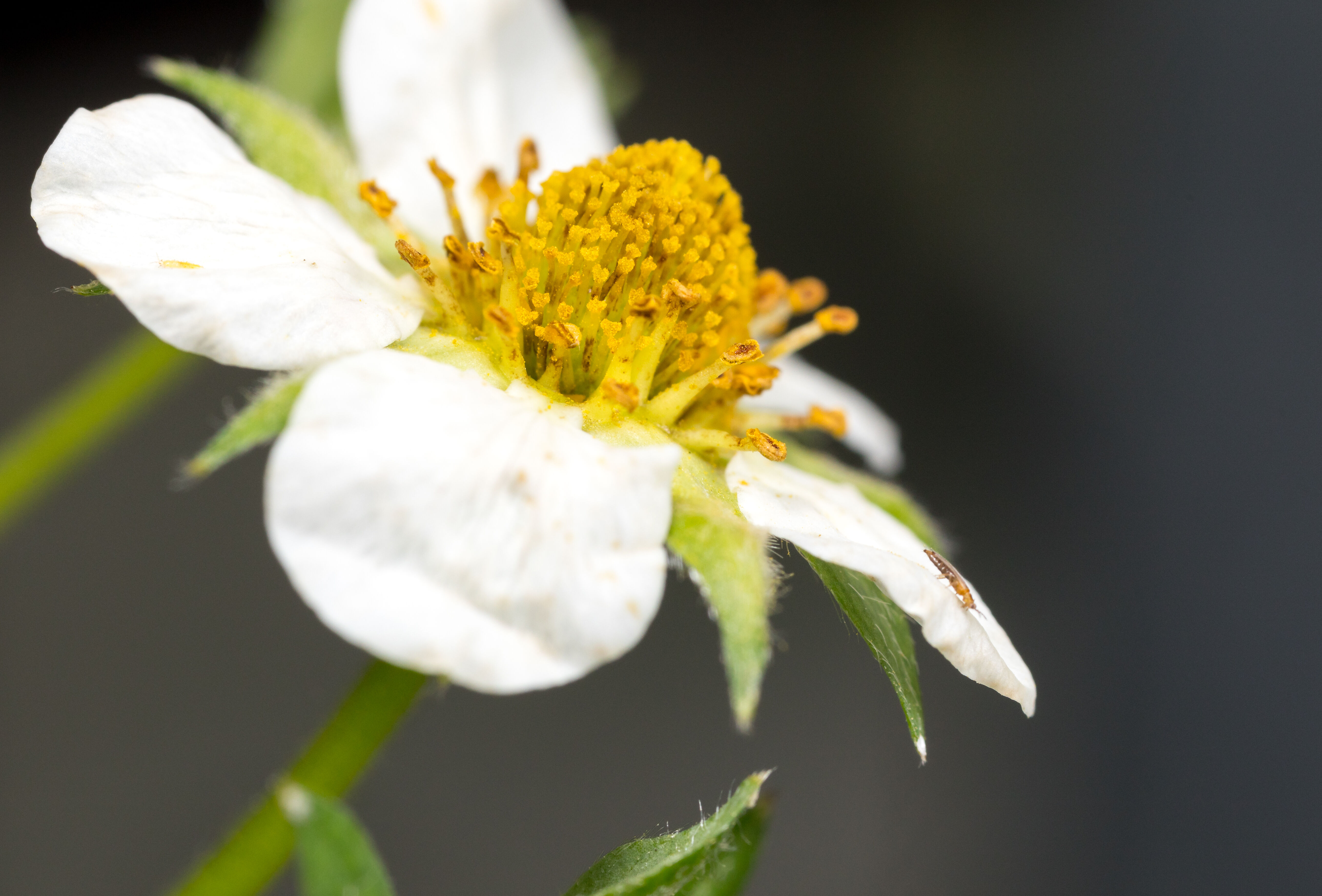 Effective Control of Spider Mite and Thrips