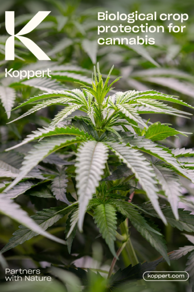 Cannabis Crop Brochure