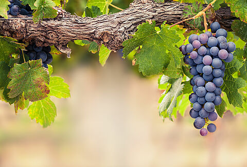 Grapes