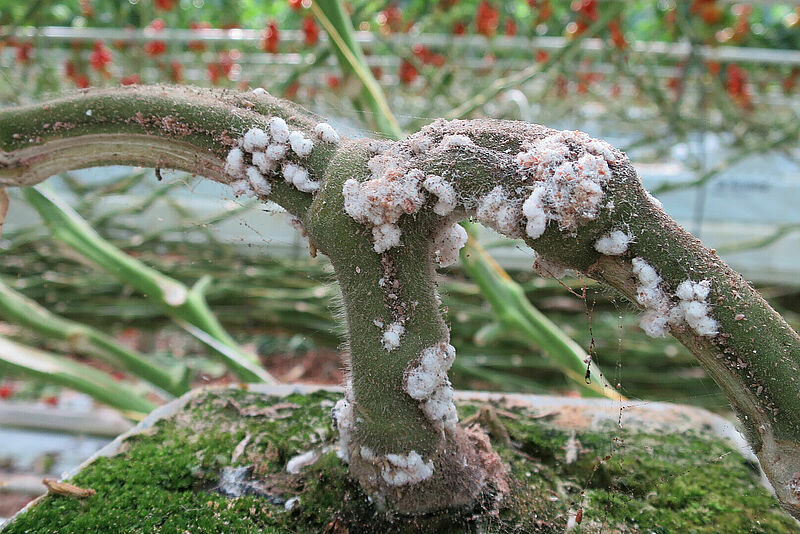 Citrus mealybug Planococcus citri infestation on stem