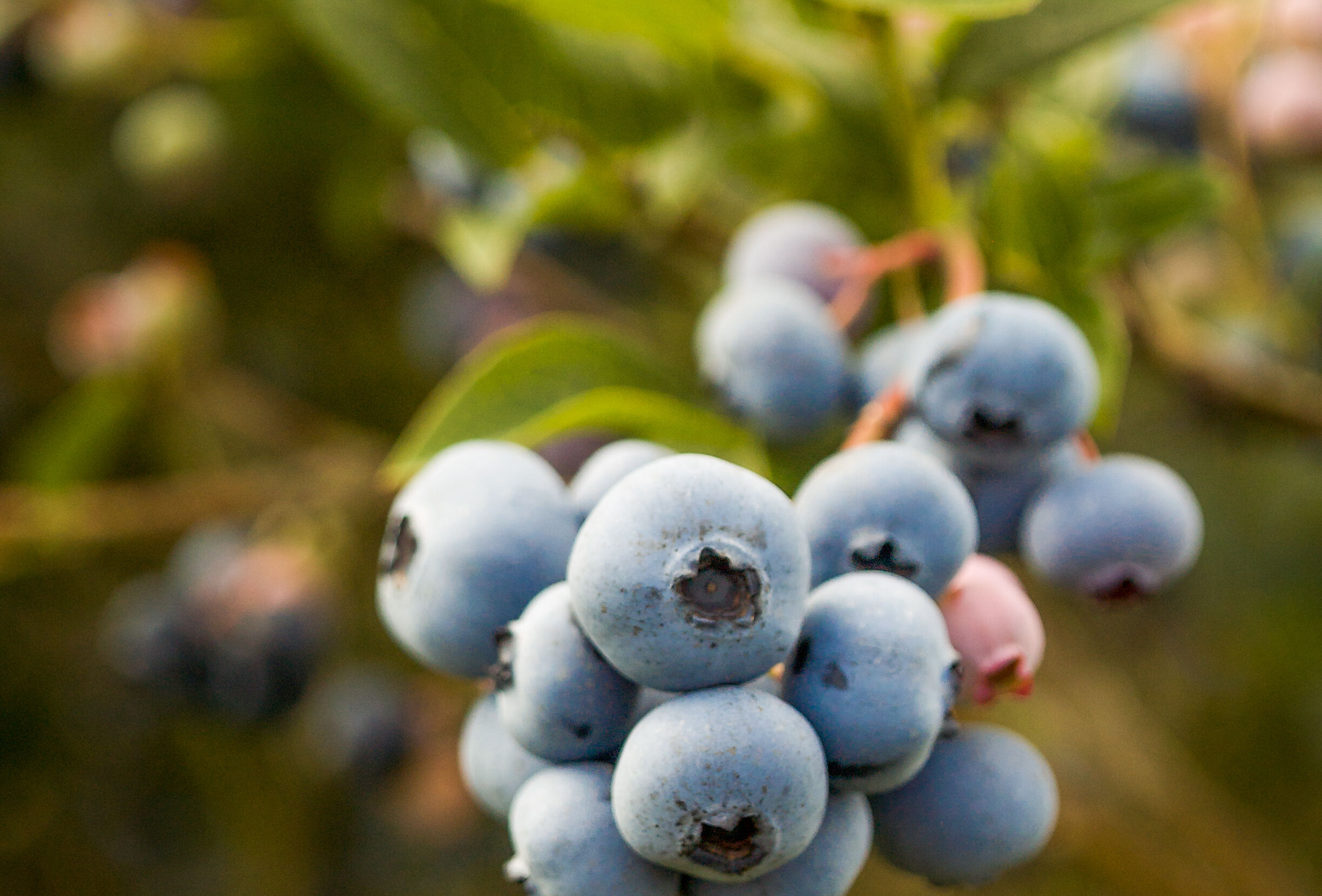 Great Results in Combating Grubs in Blueberries