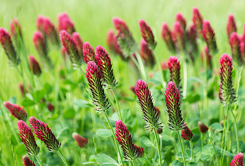 Clover