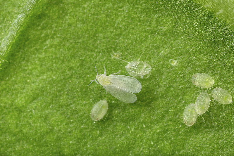 Adult Trialeurodes vaporariorum