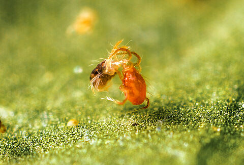 Effective spider mite control with predatory mites
