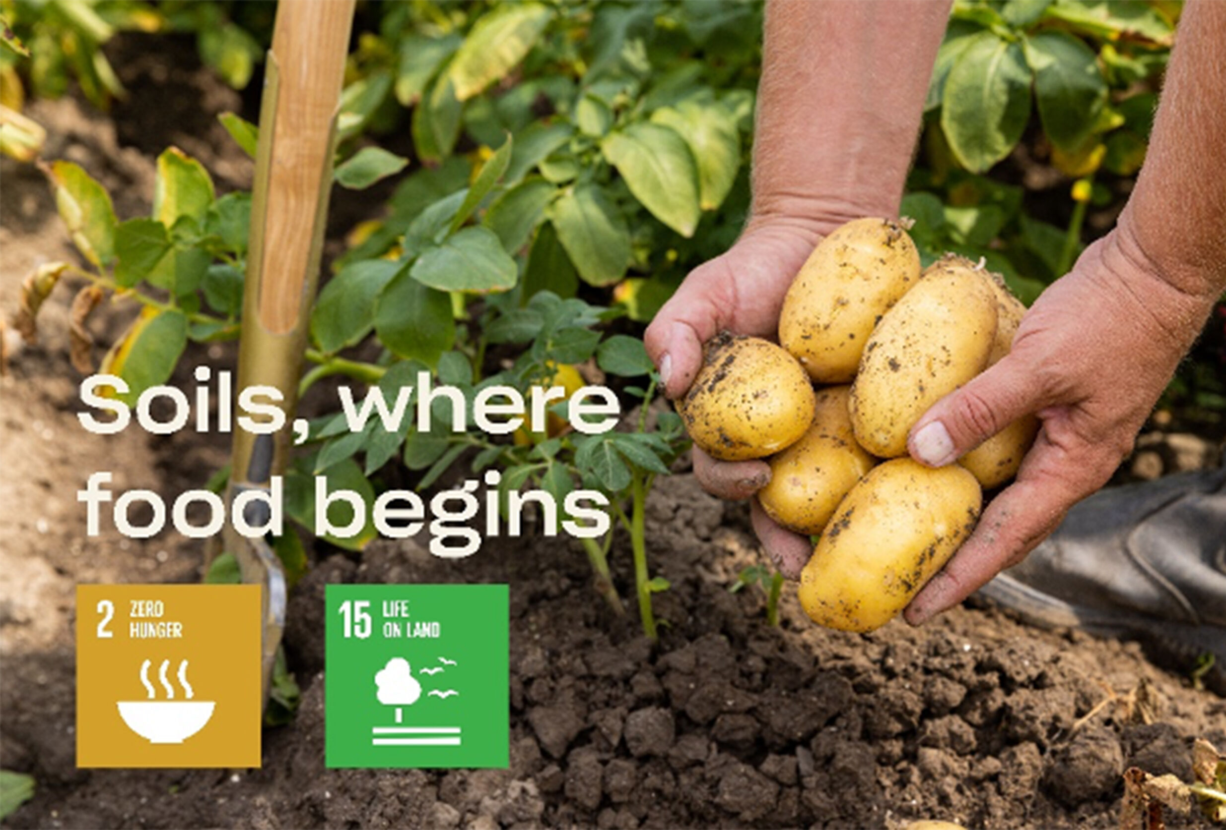 World Soil Day – Soils, where food begins