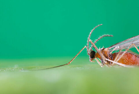 Aphidoletes aphidimyza