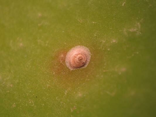 San josé scale Quadraspidiotus perniciosus