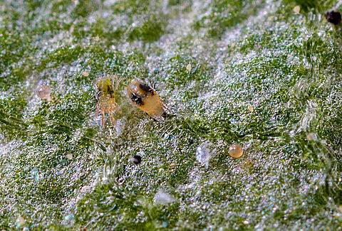 The various stages of the spider mite