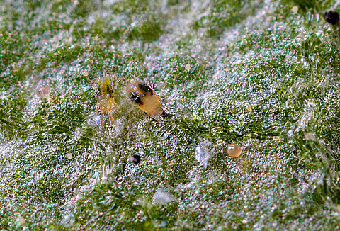 The various stages of the spider mite
