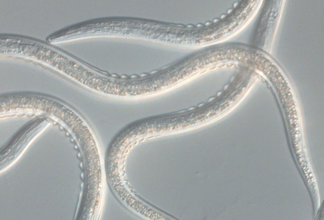 Beneficial nematodes; the natural move towards biological crop protection