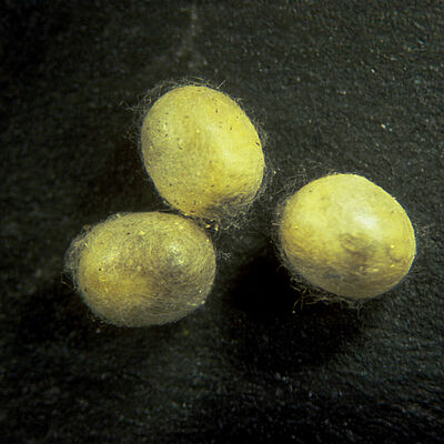 Chrysoperla carnea pupal stage