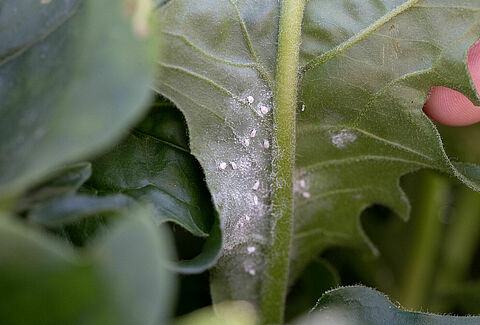 When it comes to whitefly, misfortune never comes alone