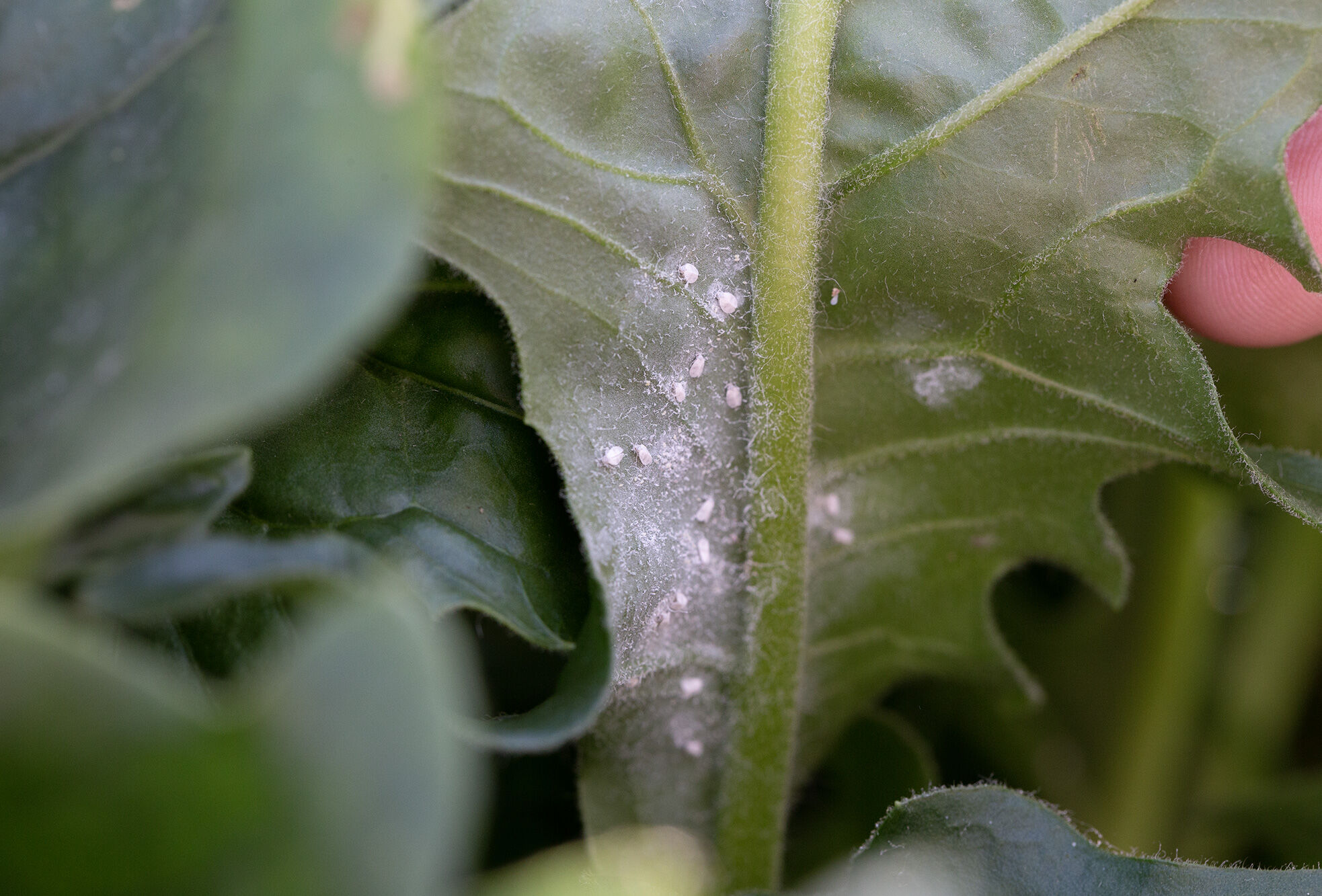 When it comes to whitefly, misfortune never comes alone