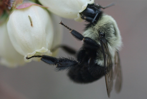Flowering and Pollination – One of the Most Critical Blueberry Growth Stages