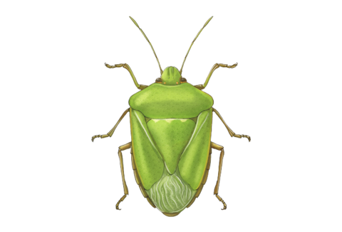 Bugs