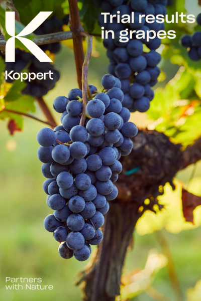 Trial results in grapes 