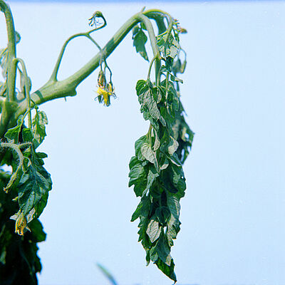 Tomato damage caused by Bacterial wilt of potato Ralstonia solanacearum