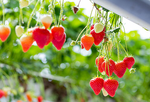 In Search of the Relationship Between NatuGro and Nitrogen Release