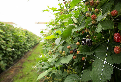 Blackberry