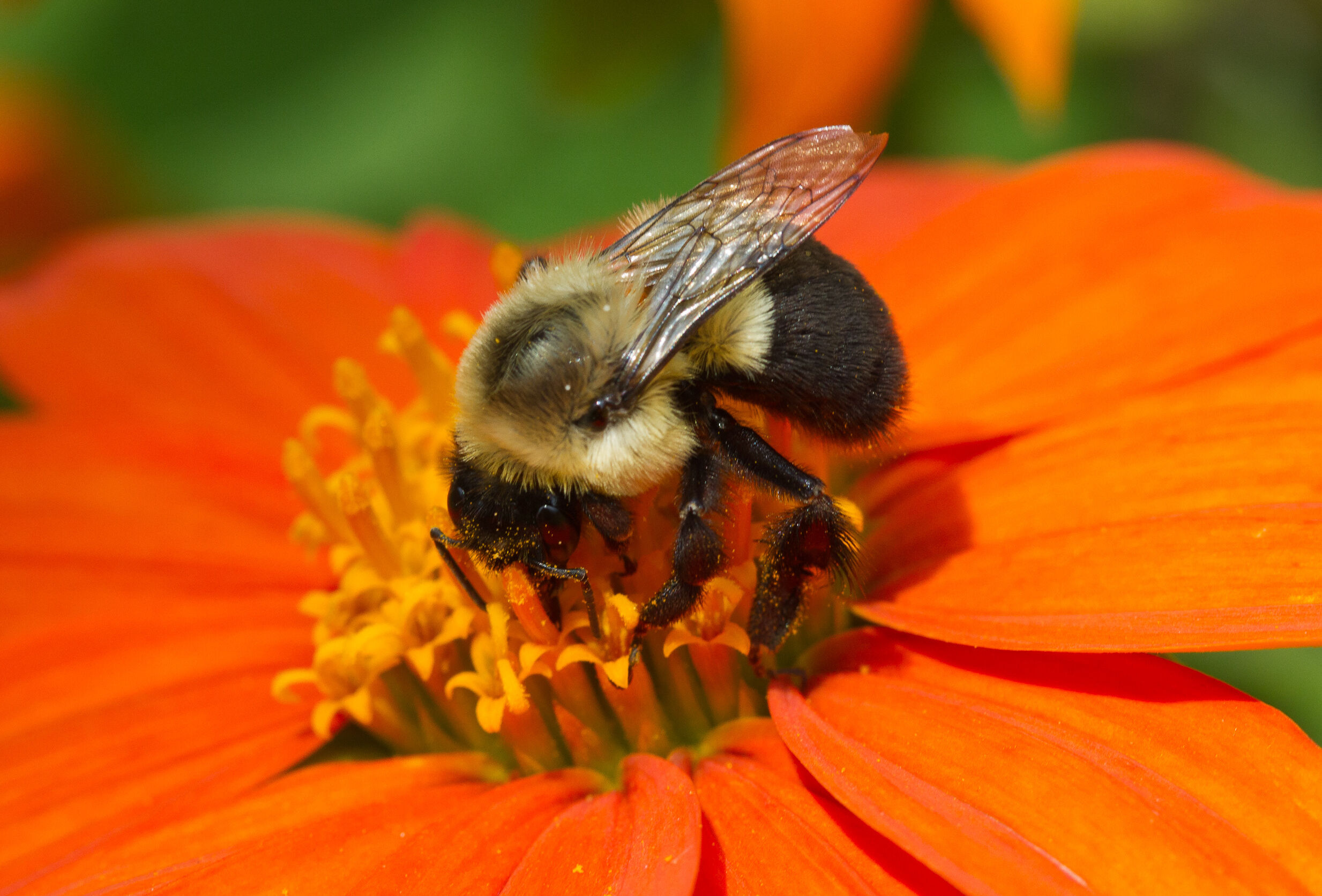 WARNING: Bumblebees – Keep them Cool this Summer!