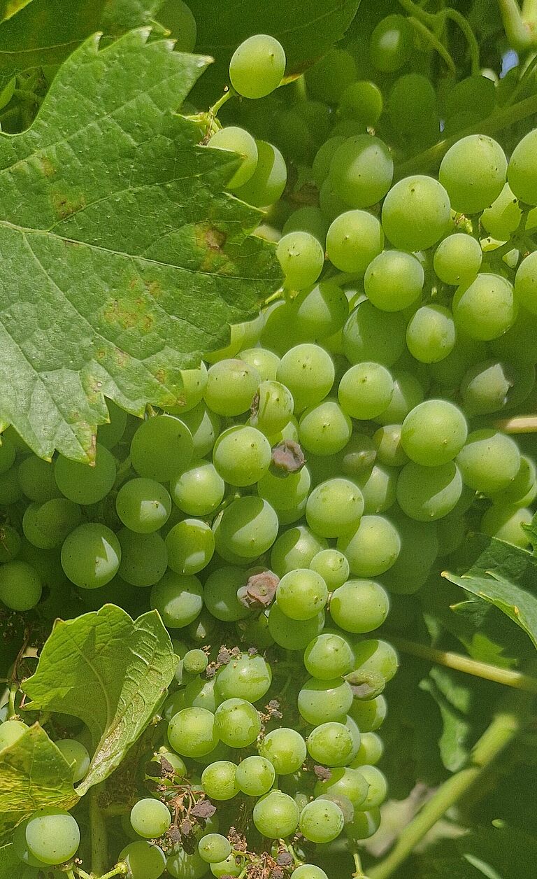 Grape downy mildew (Plasmopara viticola) affecting grapevine leaves and developing grape bunches.