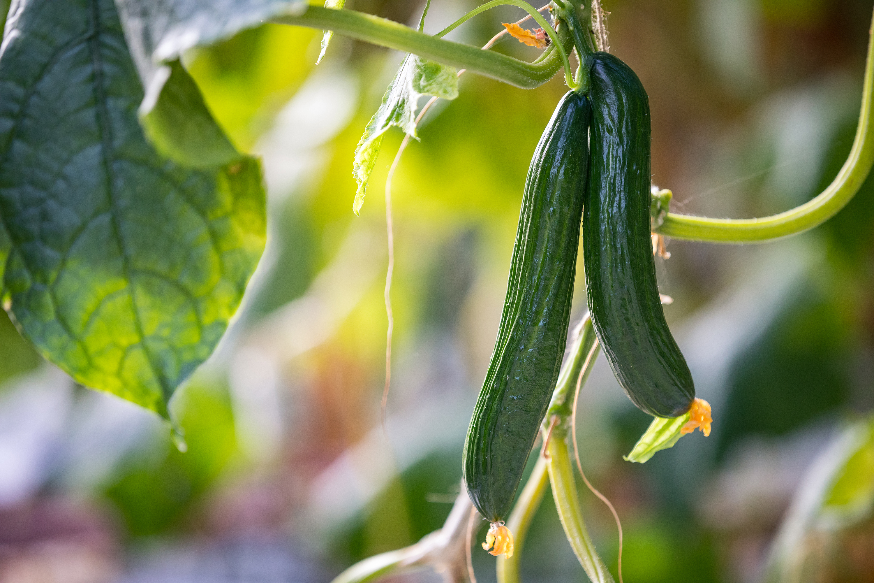 Crop rotation is a critical time in cucumber farming. The populations need to be built up anew. Spidex Vital can strengthen the biological system. 