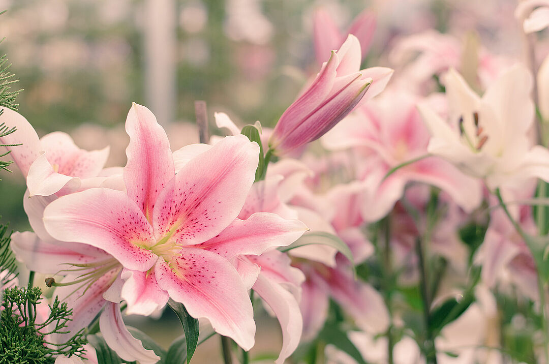 Lily | Koppert US