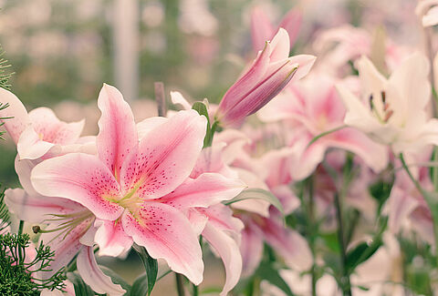 Lily