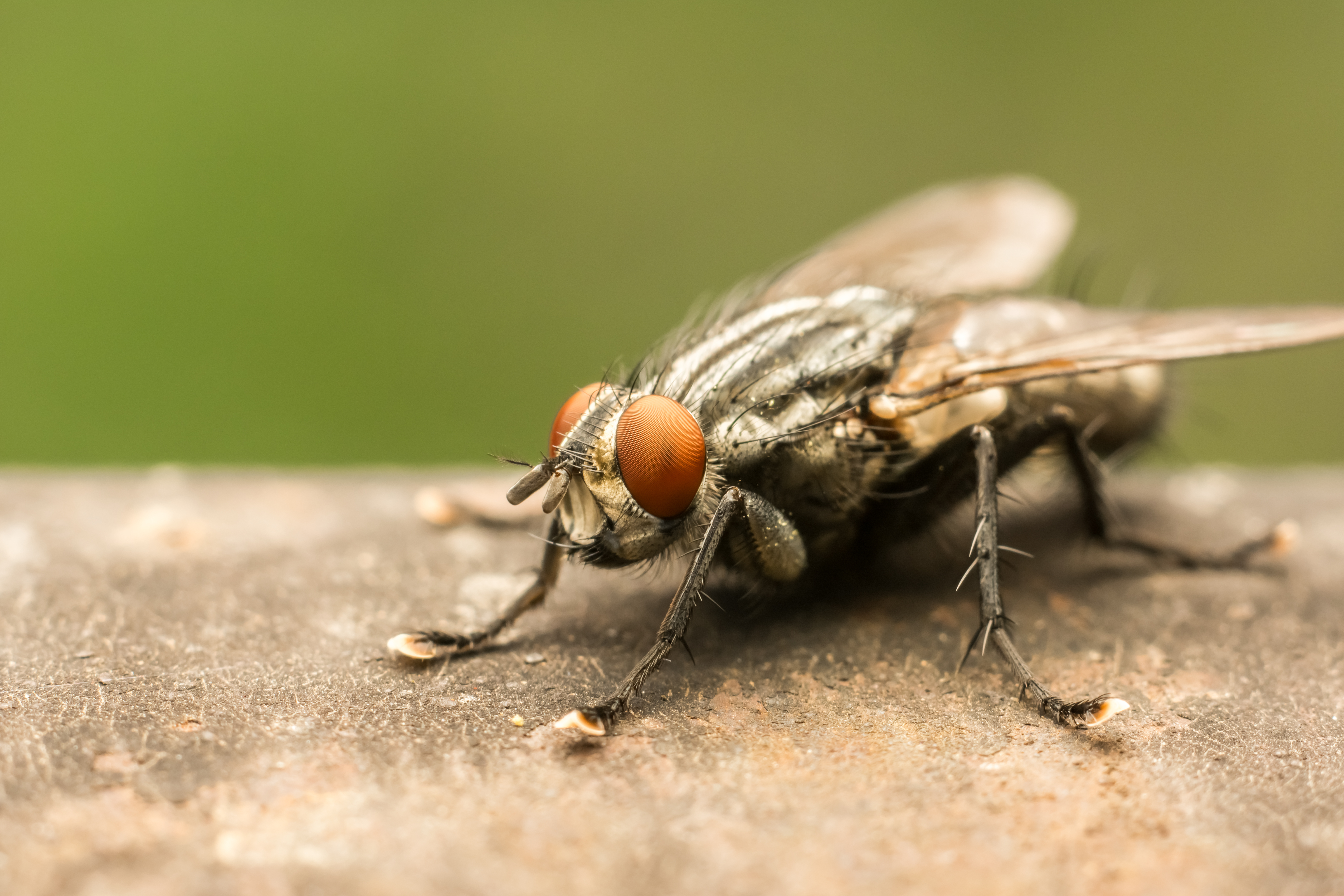 House fly - Biocontrol, Damage and Life Cycle
