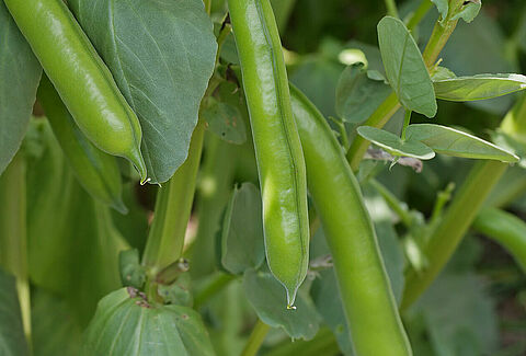 Faba bean