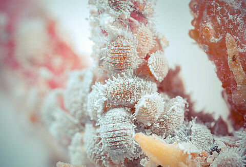 Citrus mealybug