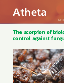 Atheta Atheta