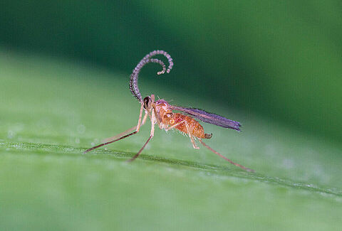 Feltiella acarisuga
