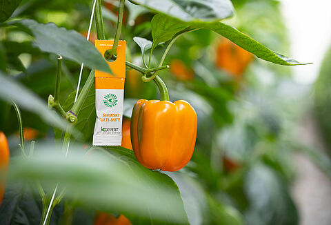 Everything Still Begins with Swirski