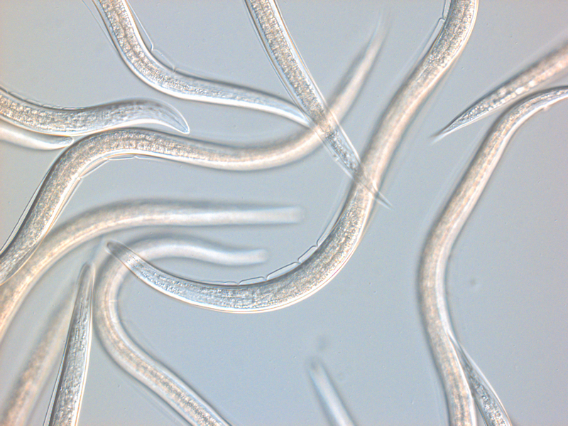 Insight to the Production of Nematodes