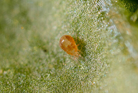 Neoseiulus californicus