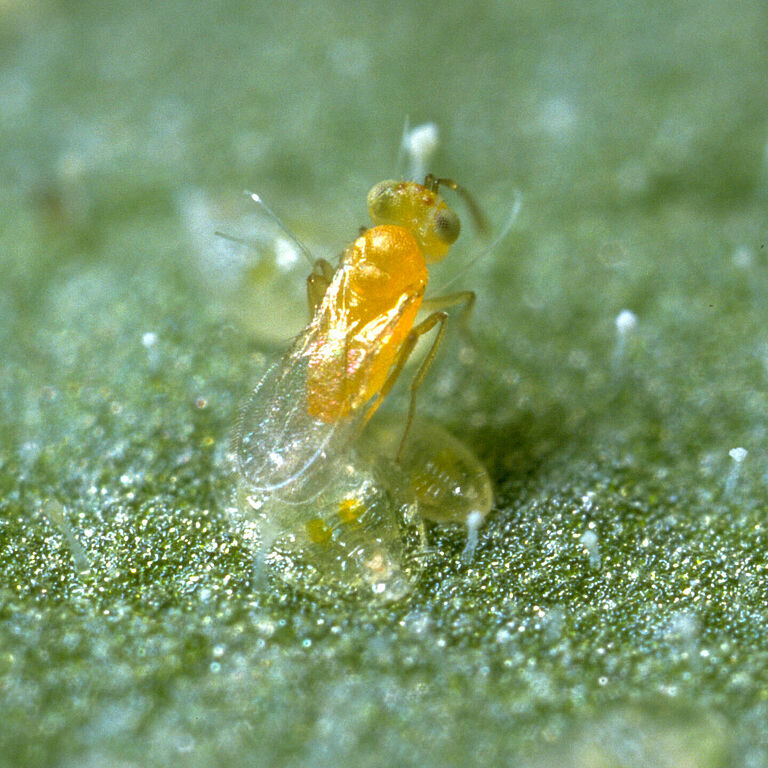 Parasitic wasp Eretmocerus eremicus laying an egg underneath a whitefly nymph.