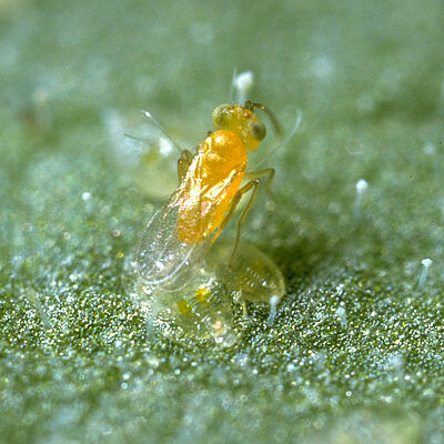 Parasitic wasp Eretmocerus eremicus laying an egg underneath a whitefly nymph