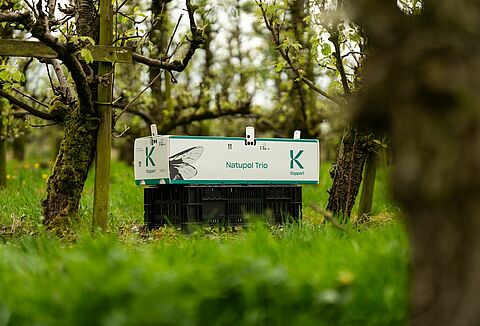 Outdoor crops pollination advice